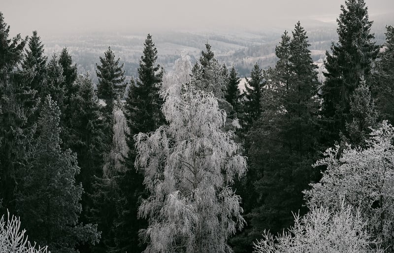 Winter Evergreen Combinations